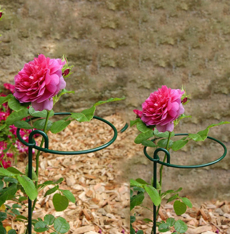 Bunch Plant Support - Set of 4 - Frankton's