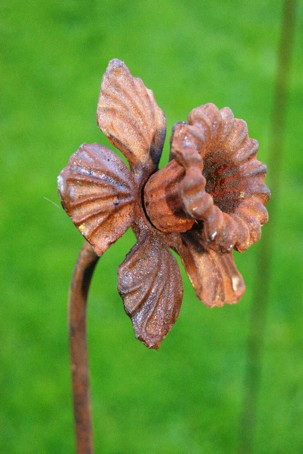 Daffodil Feature Plant Pin - Frankton's